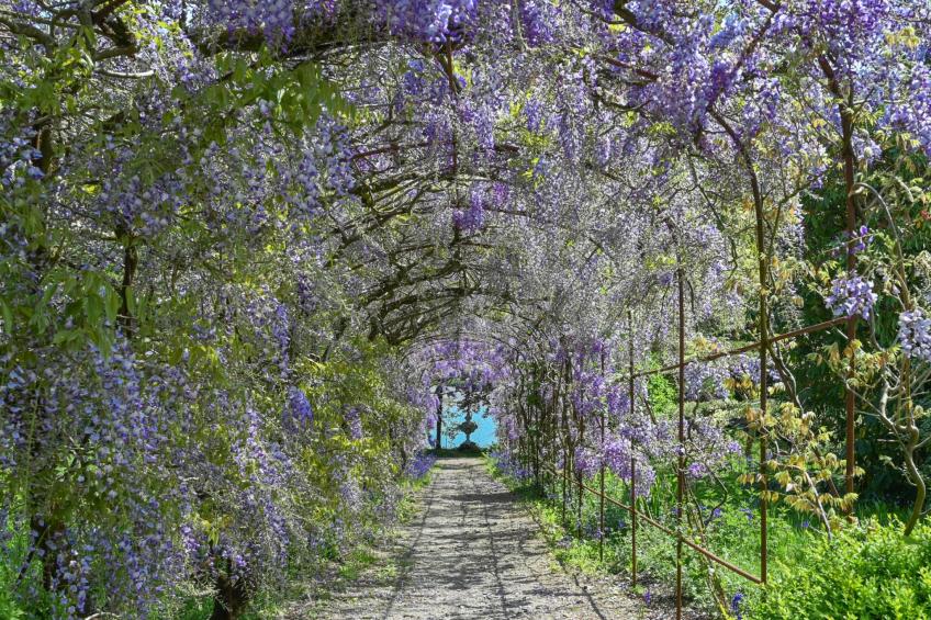 Historic Castle on River Tamar - foto 10