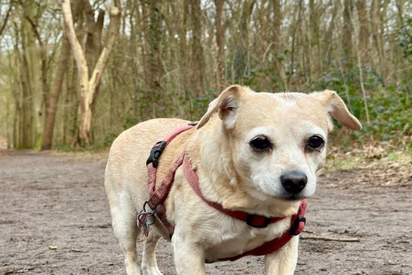 Rekerlanden 174 - foto 38