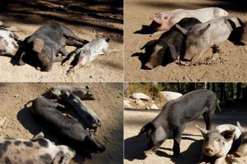 Wohnung mit allem Komfort Strand zu Fuß - foto 45