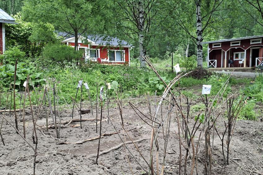 Mäntylä - foto 5