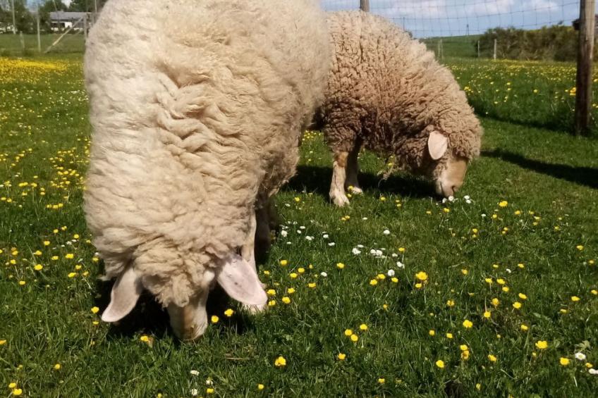 Herzfennerhof Loft - foto 32