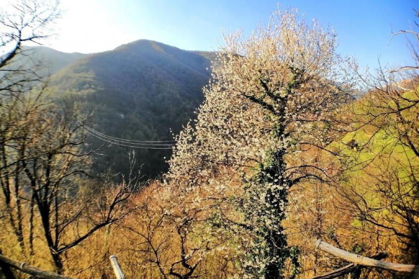 mit Bergblick - foto 44