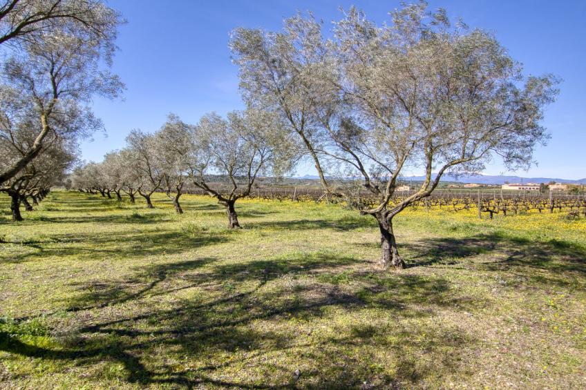 Ca l'Andreu - foto 64