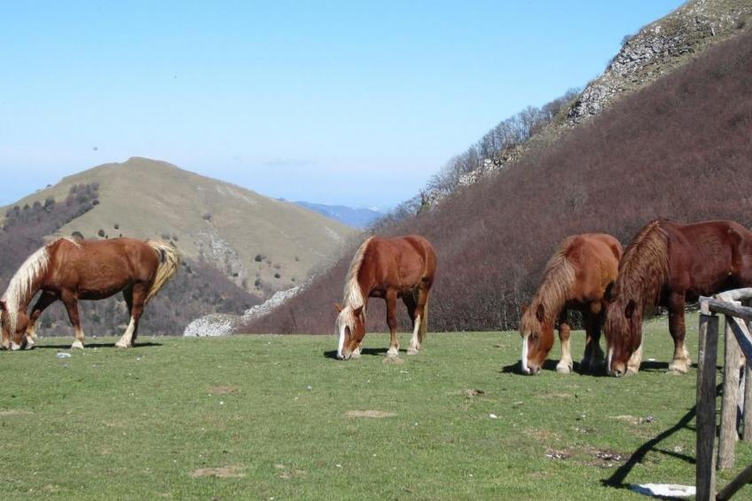 App. Loretello - foto 25