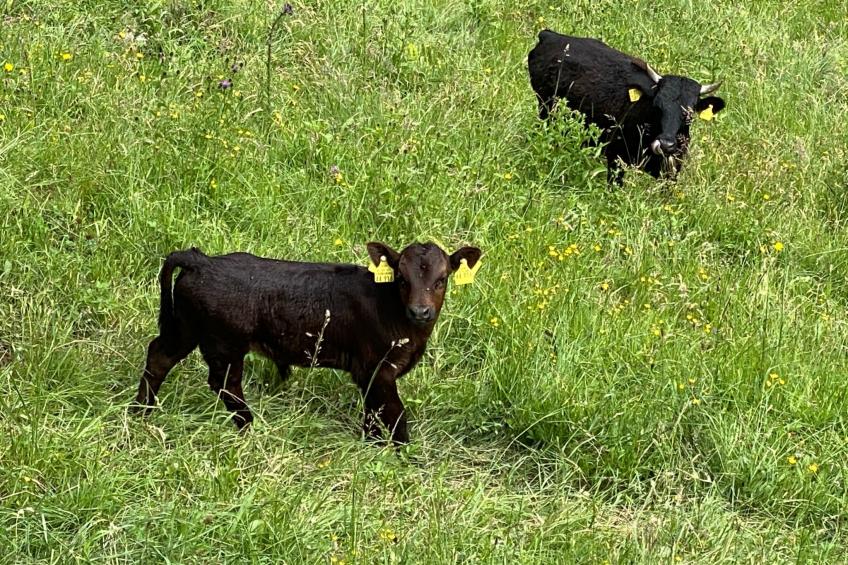 FeWO Allgäu Chalet - gemütliche Hüttenatmosphäre und Schwimmbad und Sauna im Ha - foto 30