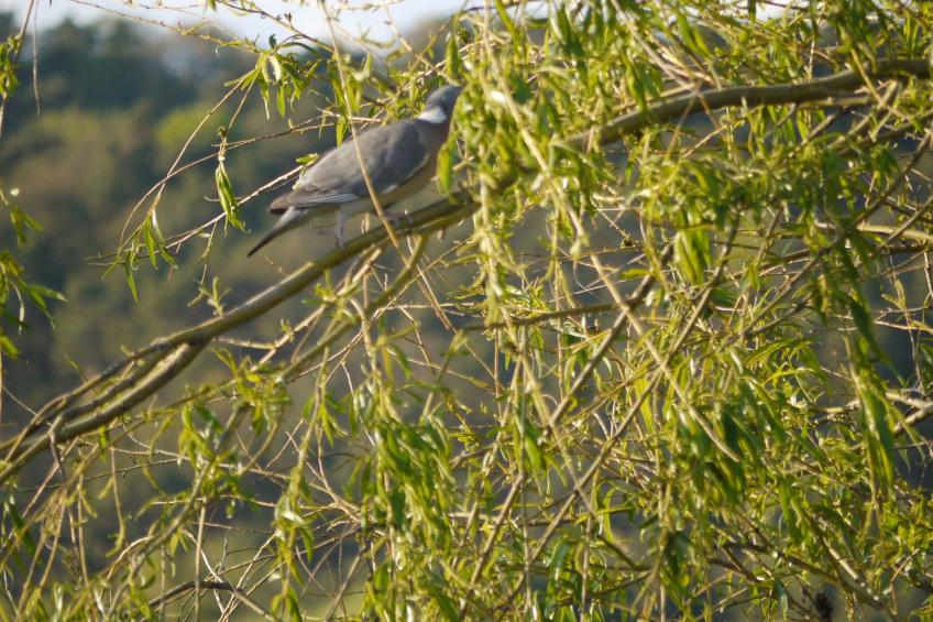 Elbufer 4C - foto 17