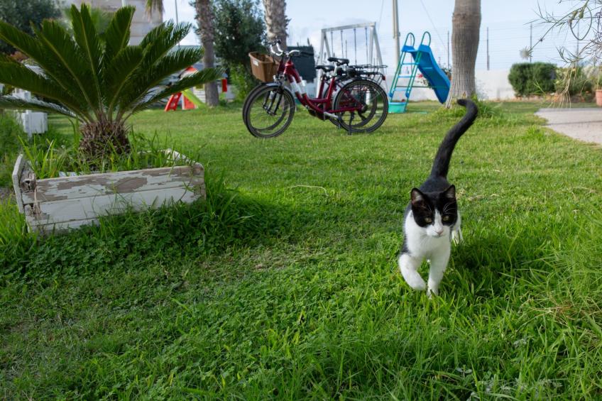 Große Wohnung in Balestrate mit Grill und Garten - foto 16