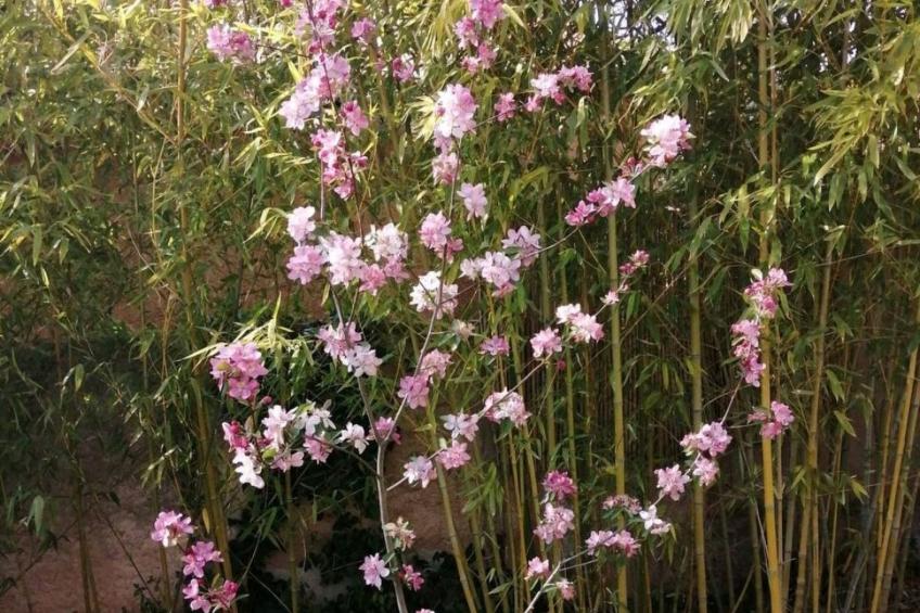 Haus mit Charme Landschaft von Aix - foto 16