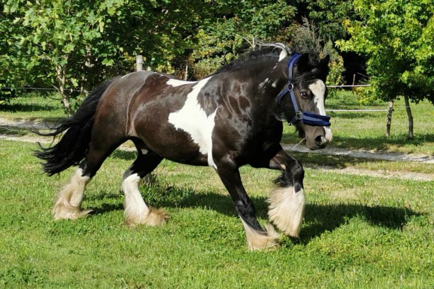 Pleine Nature in der Bretagne - foto 11