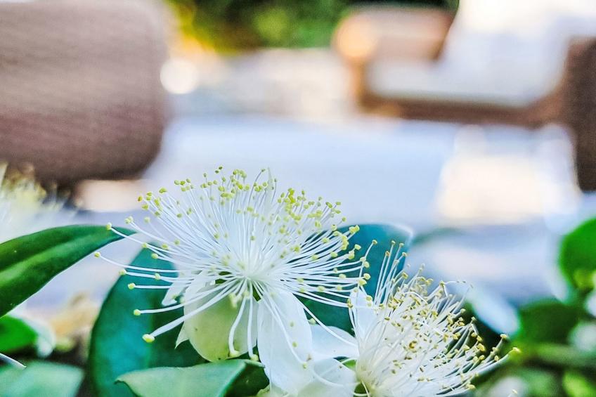 Ferienunterkunft "Villa Agape Pelion" - foto 6
