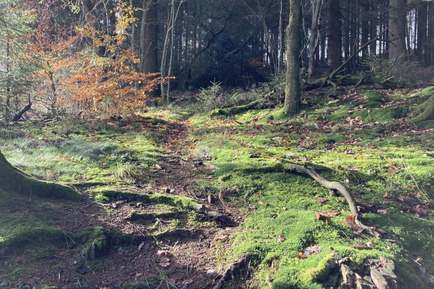 Exklusives Ferienhaus mit Terrasse und Garten - foto 48