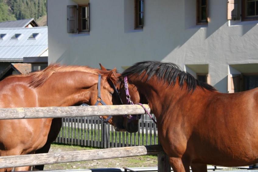 Chesa Arettas - foto 43