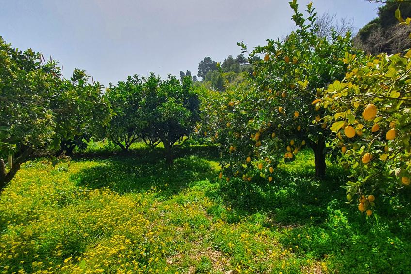 Villa Tommaso Maruggi Jacuzzi und privater Pool - foto 8