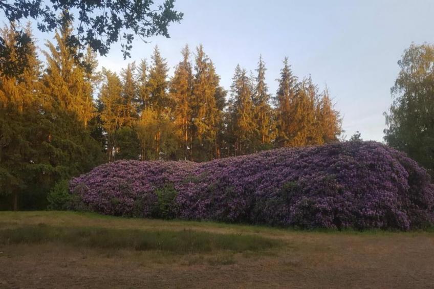 De Veluwse Eekhoorn - foto 32