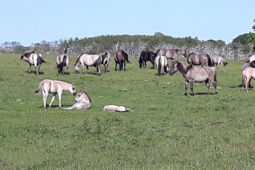 Land-Ferienhaus - foto 27