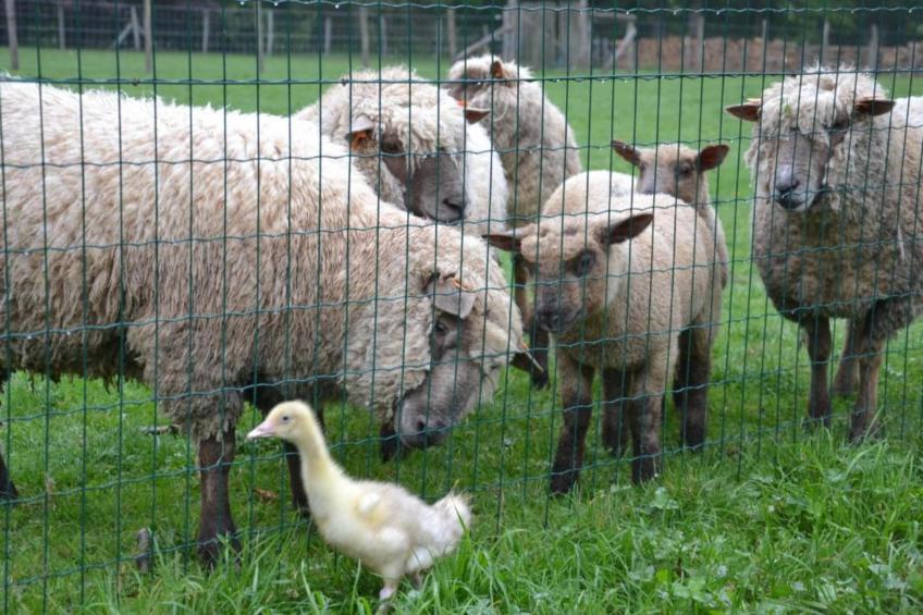 Les secrets du chat - foto 29