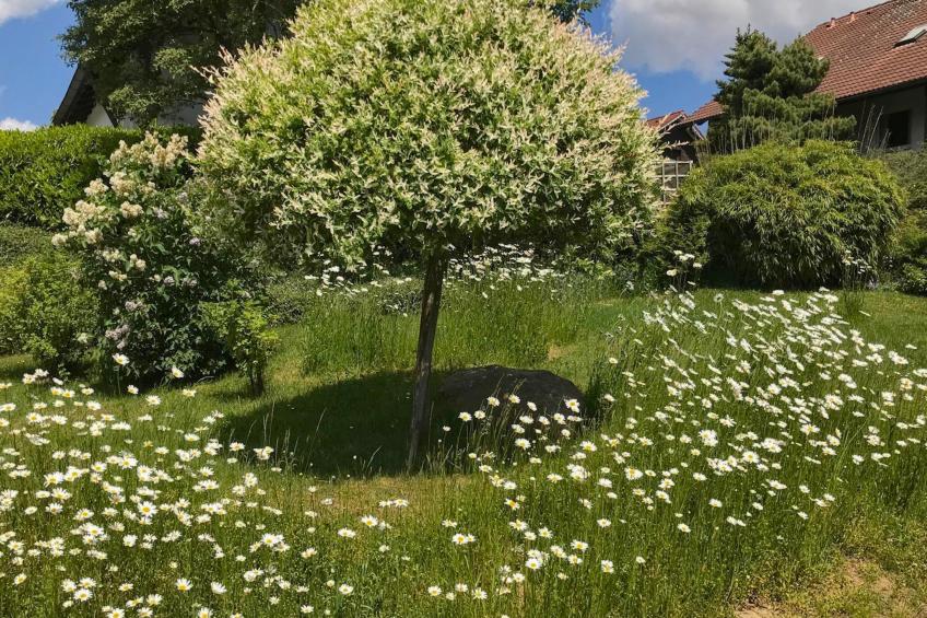 Böhmerwaldnest - foto 44