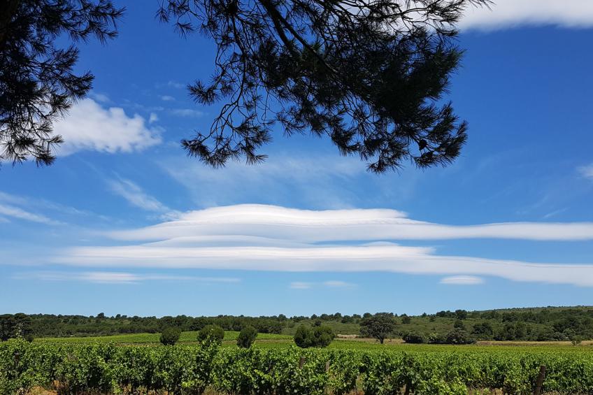 "La Vigneraie 2" (Weinberg) - foto 15
