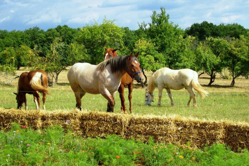 Feriendorf im Périgord - Villa 4-6 pers. - foto 33