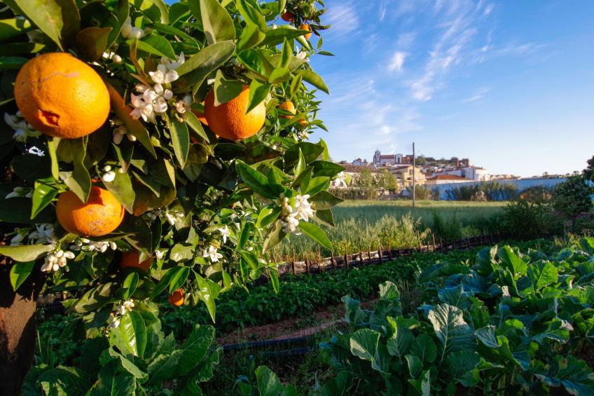 Casa Margarida Azul - foto 14