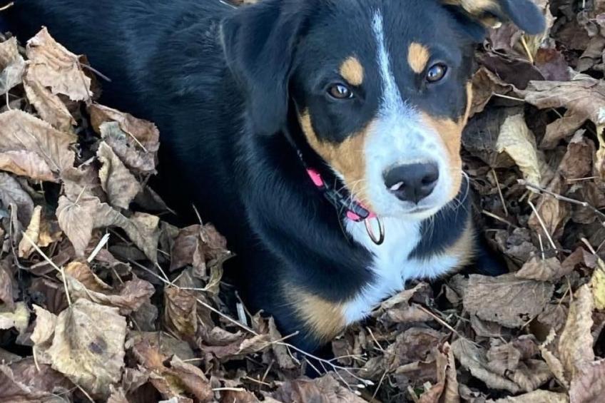 Wohnung "Bellevue" - foto 13