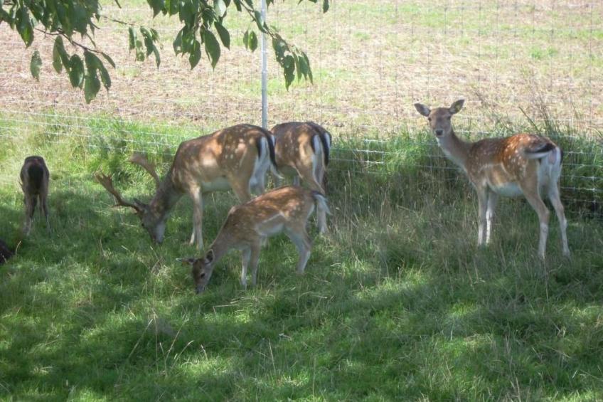 Fischbachboden - foto 4