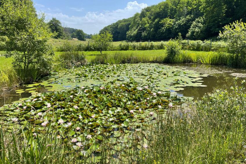 für 6 Pers. mit eigenem Teich - foto 27