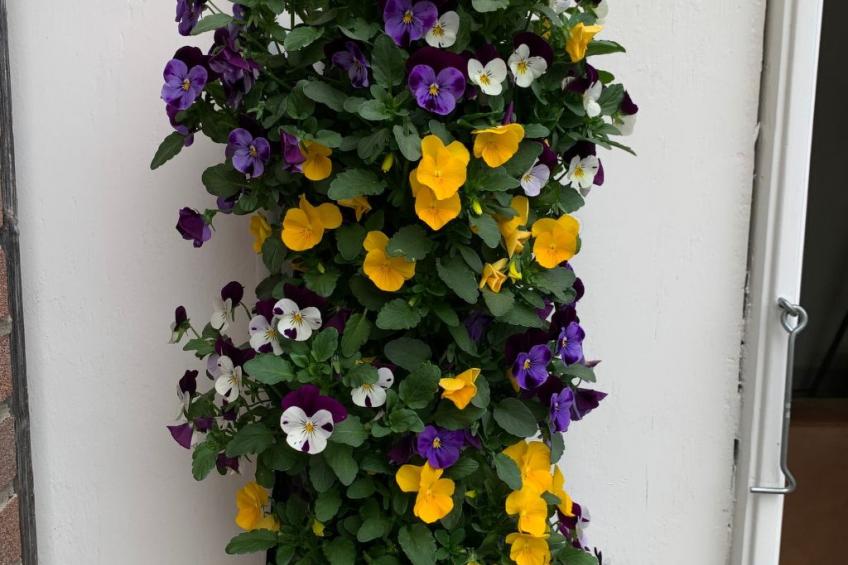 Zaandam in der Nähe aller niederländischen Sehenswürdigkeiten - foto 3