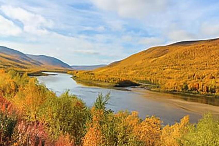 Karetörmä - foto 5