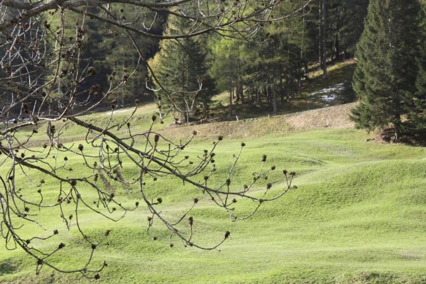 Maiensäss La Scera - foto 11