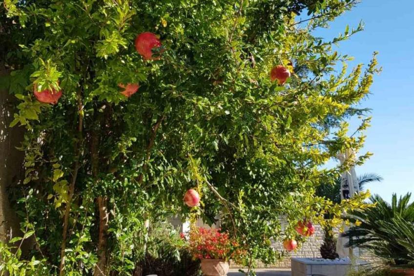 Wohnung mit Schwimmbad - foto 33