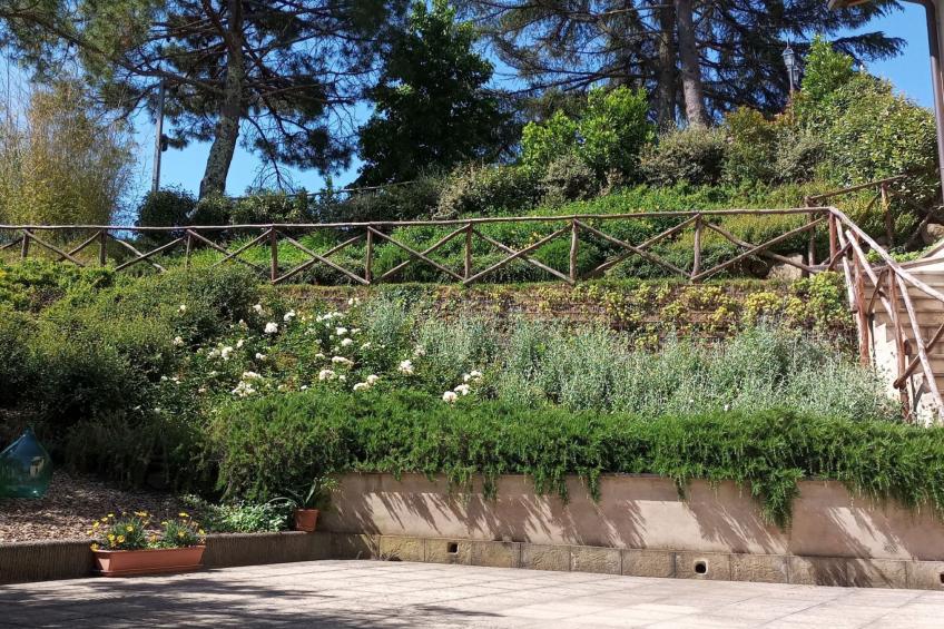 Flache Kornblume - foto 14