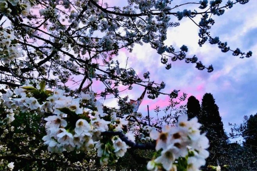 Wohnung in Monte San Savino mit Großem Grill - foto 51