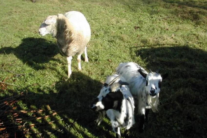 Steinhaus in ländlicher Umgebung mit Pool - foto 18