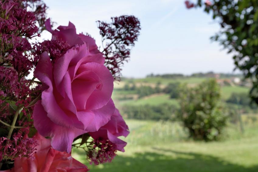 Sparsa Girasole - foto 23