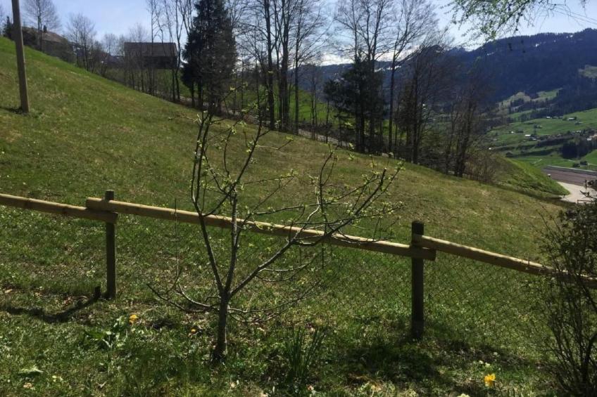 Feriehüsli - foto 13