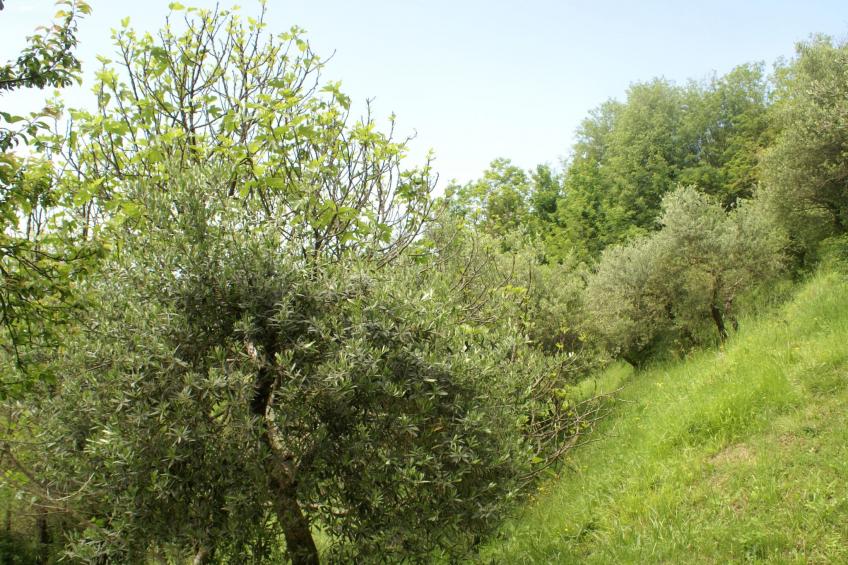 Toskanische Tradition - foto 38