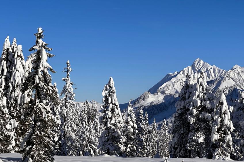 Wohnung Niesenblick - foto 17