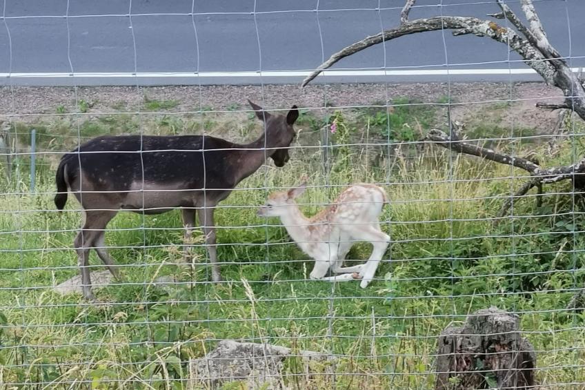 Wohnung in Bad Gottleuba - foto 22