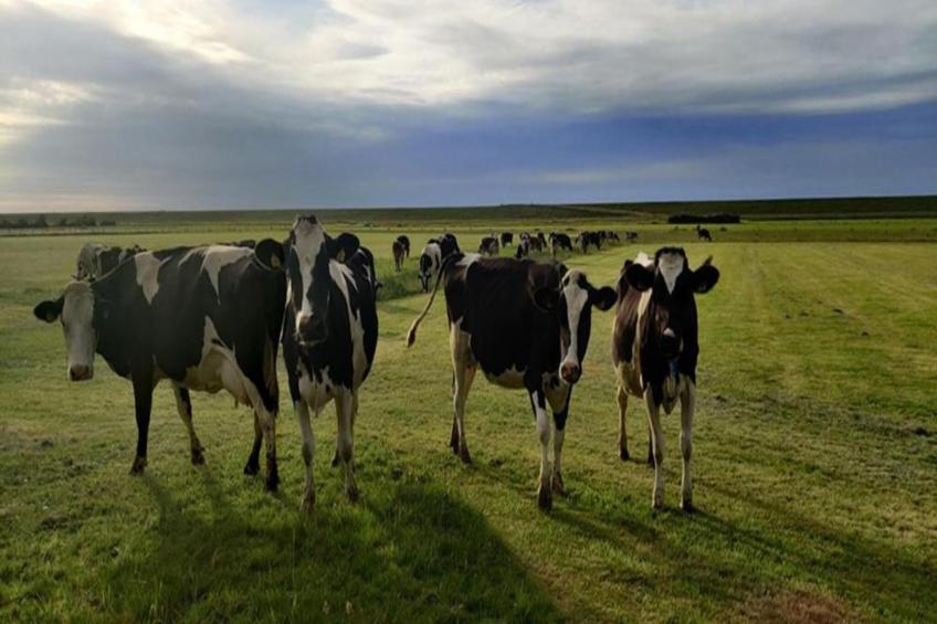 Recreatiepark Wiringherlant - foto 35