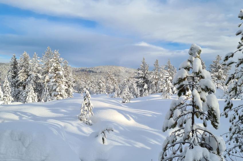 Villa Moose - foto 22