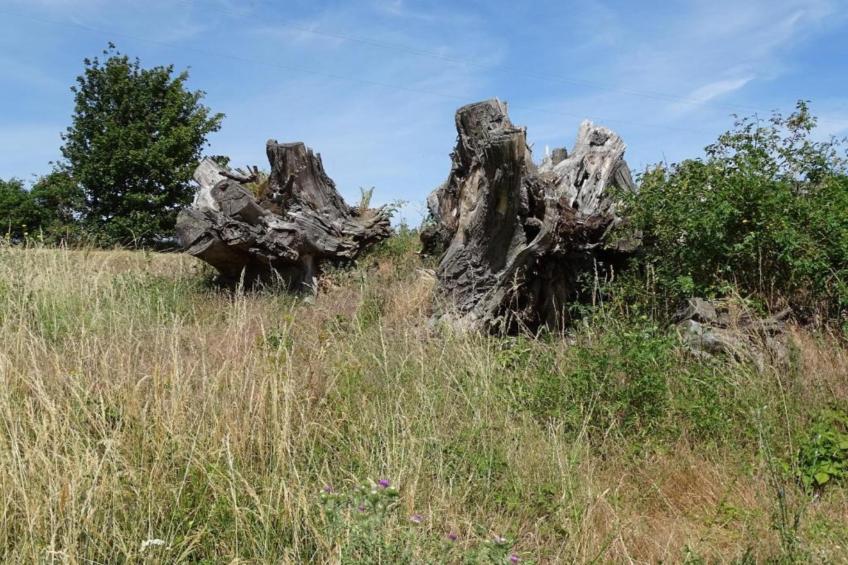 Zur Teufelsmauer - foto 29