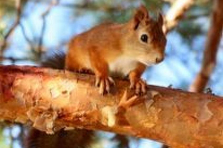 Zu vermieten in der Nähe von Jokkmokk - foto 31