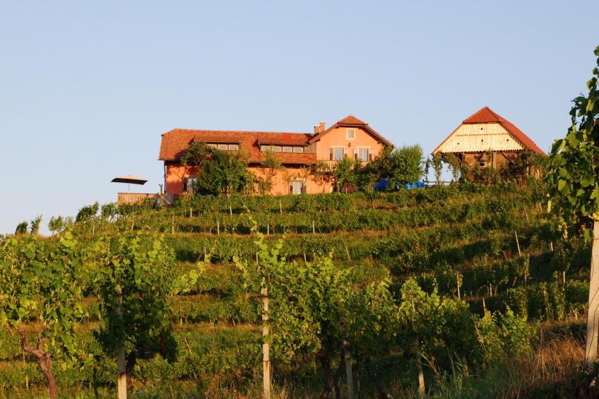 für 8 Personen  + 4 Kinder ca. 200 m² in Ptuj, Untersteiermark (Drau Slowe - foto 8