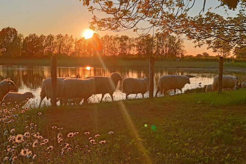 Coproyshof am See - foto 44