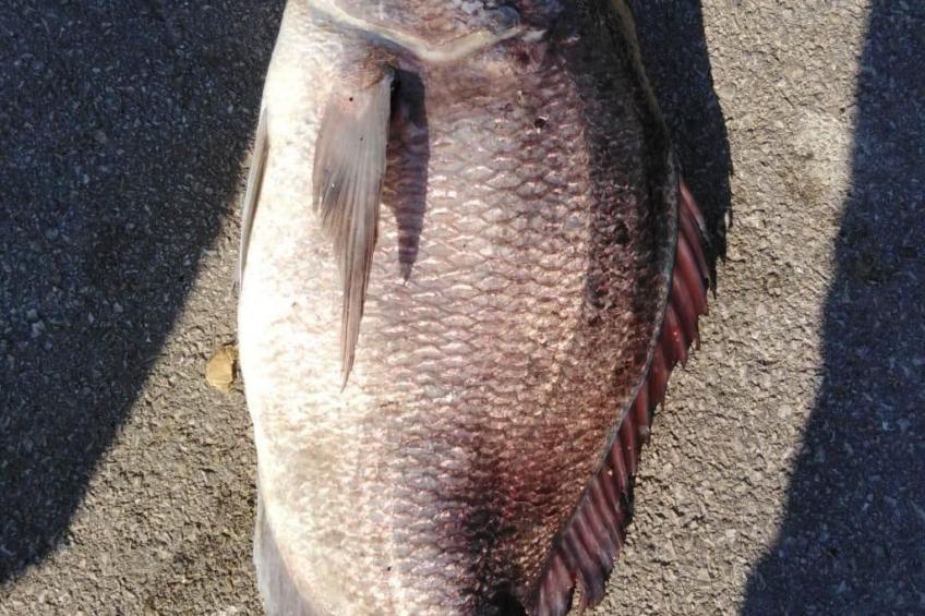 Strandhaus Hela - Ferienanlage Bain, Žut - Kornati - foto 37