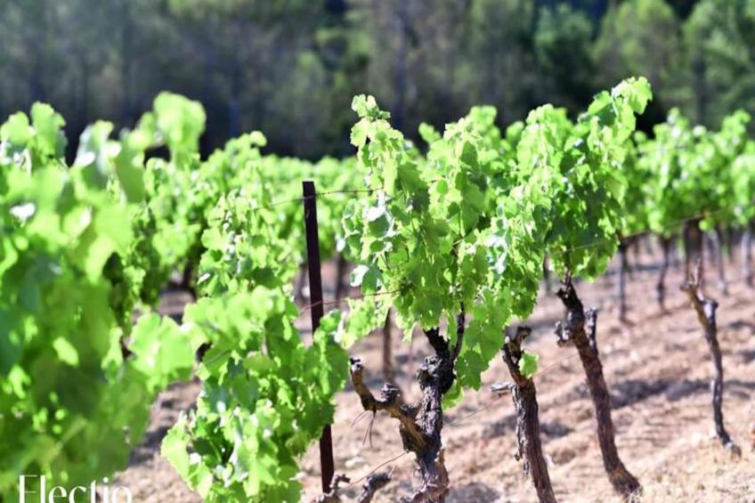 Grande Bastide | Domaine Tour Campanets - foto 75