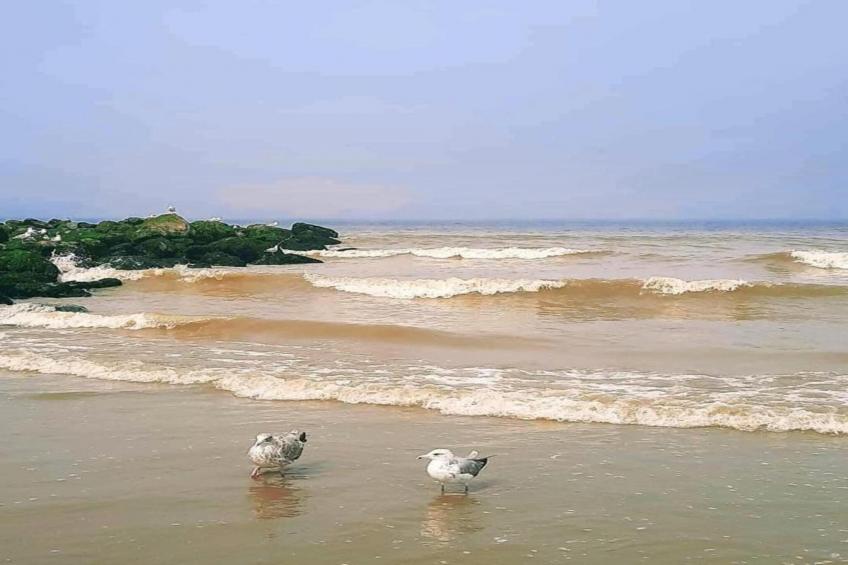 FLAMINGO 101 - foto 30