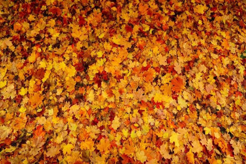 Bospark de Schaapskooi - foto 31