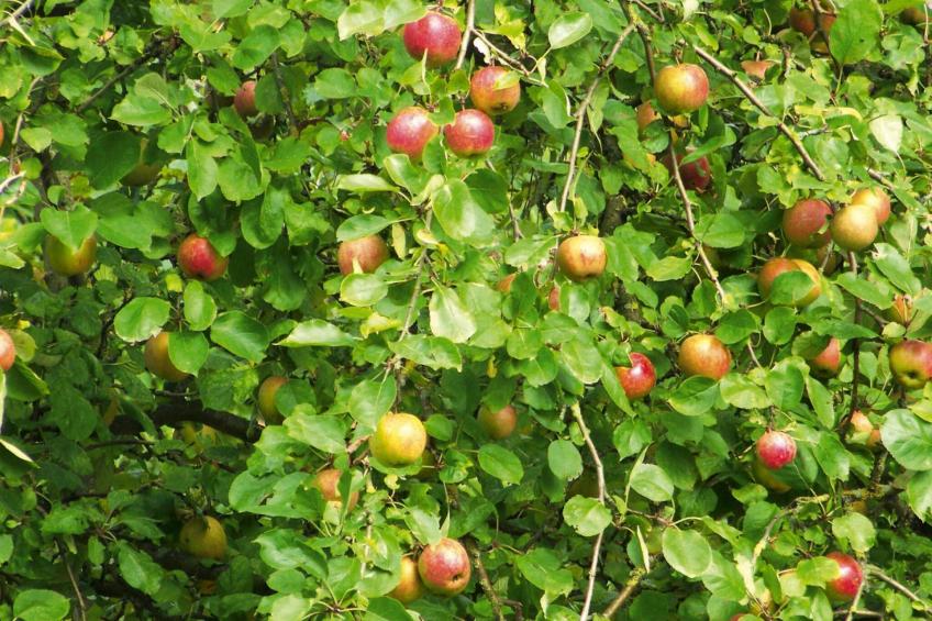 Holiday flat, Hornberg - foto 11